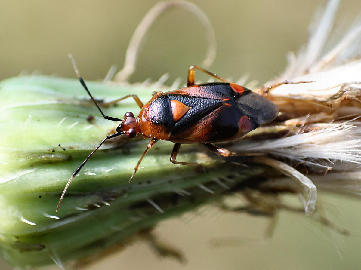 Deraeocoris ruber ? S